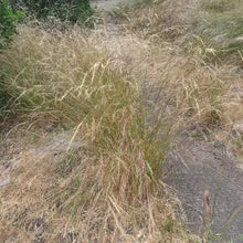Load image into Gallery viewer, Stipa lepida - Foothill Needlegrass
