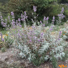 Load image into Gallery viewer, Salvia 'Desperado' - Desperado Sage
