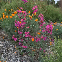 Load image into Gallery viewer, Clarkia unguiculata - Elegant Clarkia
