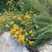 Load image into Gallery viewer, Eriophyllum confertiflorum - Golden Yarrow
