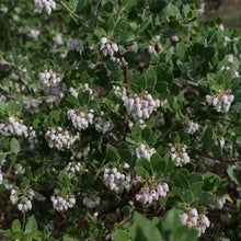 Load image into Gallery viewer, Arctostaphylos edmundsii 'Big Sur' - Big Sur Manzanita
