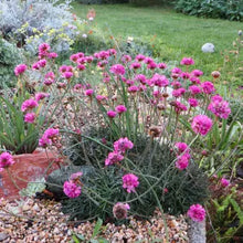 Load image into Gallery viewer, Armeria maritima - Pink Sea Thrift
