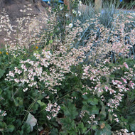 Heuchera 'Opal' - Opal Alumroot