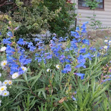 Load image into Gallery viewer, Penstemon heterophyllus 'Electric Blue' - Electric Blue Foothill Penstemon
