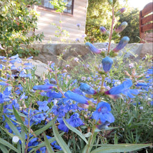 Load image into Gallery viewer, Penstemon heterophyllus 'Electric Blue' - Electric Blue Foothill Penstemon
