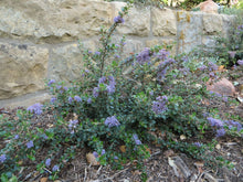 Load image into Gallery viewer, Ceanothus maritimus 'Valley Violet' - Valley Violet Mountain Lilac
