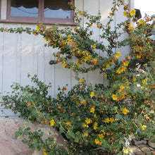 Load image into Gallery viewer, Fremontodendron 'Pacific Sunset' - Pacific Sunset Flannelbush
