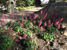 Load image into Gallery viewer, Heuchera 'Canyon Pink' - Canyon Pink Coral Bells
