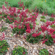 Heuchera 'Canyon Belle' - Canyon Belle Coral Bells