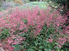 Load image into Gallery viewer, Heuchera micrantha 'Martha Roderick' - Martha Roderick Coral Bells

