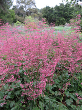 Load image into Gallery viewer, Heuchera micrantha 'Martha Roderick' - Martha Roderick Coral Bells
