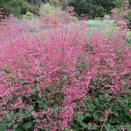 Heuchera micrantha 'Martha Roderick' - Martha Roderick Coral Bells