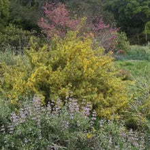 Load image into Gallery viewer, Berberis nevinii - Nevin's Barberry
