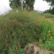 Load image into Gallery viewer, Gambelia juncea 'Gran Canon' - Gran Canon Baja Bush Snapdragon
