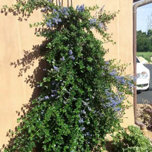 Load image into Gallery viewer, Ceanothus thyrsiflorus var. griseus 'Yankee Point' - Yankee Point Ceanothus
