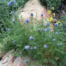 Load image into Gallery viewer, Gilia capitata - Blue Field Gilia

