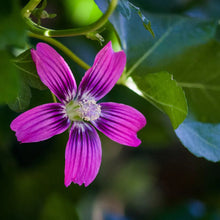 Load image into Gallery viewer, Malva assurgentiflora - Island Mallow
