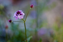 Load image into Gallery viewer, Verbena lilacina 'Paseo Rancho' - Paseo Rancho Lilac Verbena
