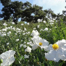 Load image into Gallery viewer, Romneya coulteri - Matilija Poppy
