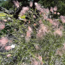 Load image into Gallery viewer, Fallugia paradoxa - Apache Plume
