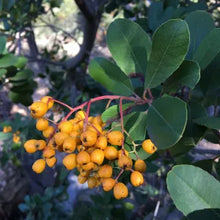 Load image into Gallery viewer, Heteromeles arbutifolia 'Davis Gold' - Davis Gold Toyon
