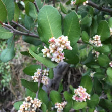 Load image into Gallery viewer, Rhus integrifolia - Lemonade Berry
