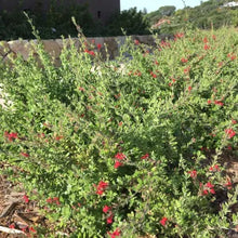 Load image into Gallery viewer, Gambelia speciosa - Showy Island Snapdragon
