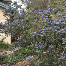 Load image into Gallery viewer, Ceanothus 'Ray Hartman' - Ray Hartman Ceanothus
