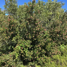 Load image into Gallery viewer, Rhus integrifolia - Lemonade Berry
