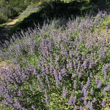 Load image into Gallery viewer, Salvia 'Bee's Bliss' - Bee's Bliss Sage
