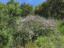 Load image into Gallery viewer, Verbena lilacina 'Paseo Rancho' - Paseo Rancho Lilac Verbena
