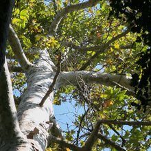 Load image into Gallery viewer, Platanus racemosa - Western Sycamore
