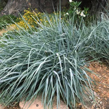 Load image into Gallery viewer, Elymus condensatus 'Canyon Prince' - Canyon Prince Giant Wild Rye

