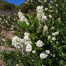 Load image into Gallery viewer, Ceanothus thyrsiflorus 'Snow Flurry' - Snow Flurry Mountain Lilac
