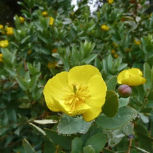 Load image into Gallery viewer, Dendromecon harfordii - Channel Islands Bush Poppy

