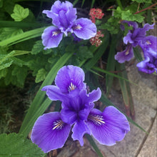 Load image into Gallery viewer, Iris 'Pacific Coast Hybrids' - Pacific Coast Hybrid Iris
