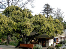 Load image into Gallery viewer, Quercus agrifolia - Coast Live Oak
