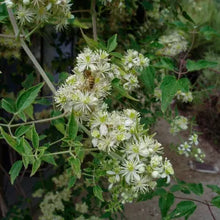 Load image into Gallery viewer, Clematis ligusticifolia - Virgin's Bower
