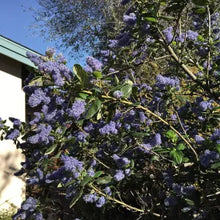 Load image into Gallery viewer, Ceanothus 'Ray Hartman' - Ray Hartman Ceanothus
