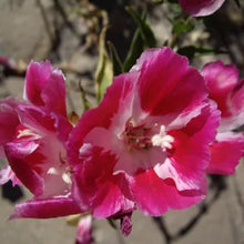 Load image into Gallery viewer, Clarkia amoena - Farewell to Spring
