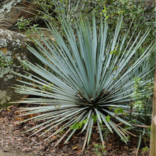 Load image into Gallery viewer, Hesperoyucca whipplei - Chaparral Yucca
