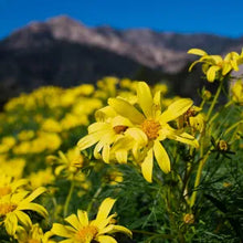 Load image into Gallery viewer, Leptosyne gigantea - Giant Coreopsis
