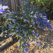 Load image into Gallery viewer, Ceanothus 'Concha' - Concha Ceanothus
