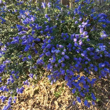 Load image into Gallery viewer, Ceanothus 'Concha' - Concha Ceanothus
