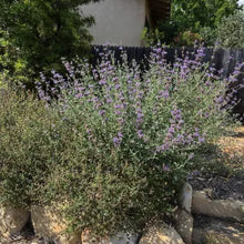 Load image into Gallery viewer, Salvia clevelandii - Cleveland Sage
