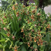 Load image into Gallery viewer, Epipactis gigantea - Stream Orchid
