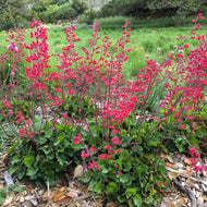 Heuchera 'Santa Ana Cardinal' - Santa Ana Cardinal Coral Bells