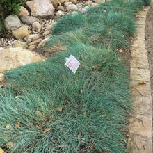 Load image into Gallery viewer, Festuca rubra 'Patrick's Point' - Patrick's Point Creeping Red Fescue
