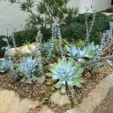 Load image into Gallery viewer, Dudleya brittonii - Giant Chalk Dudleya
