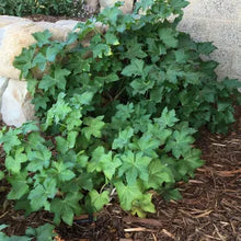 Load image into Gallery viewer, Malva 'Purissima' - Purissima Tree Mallow
